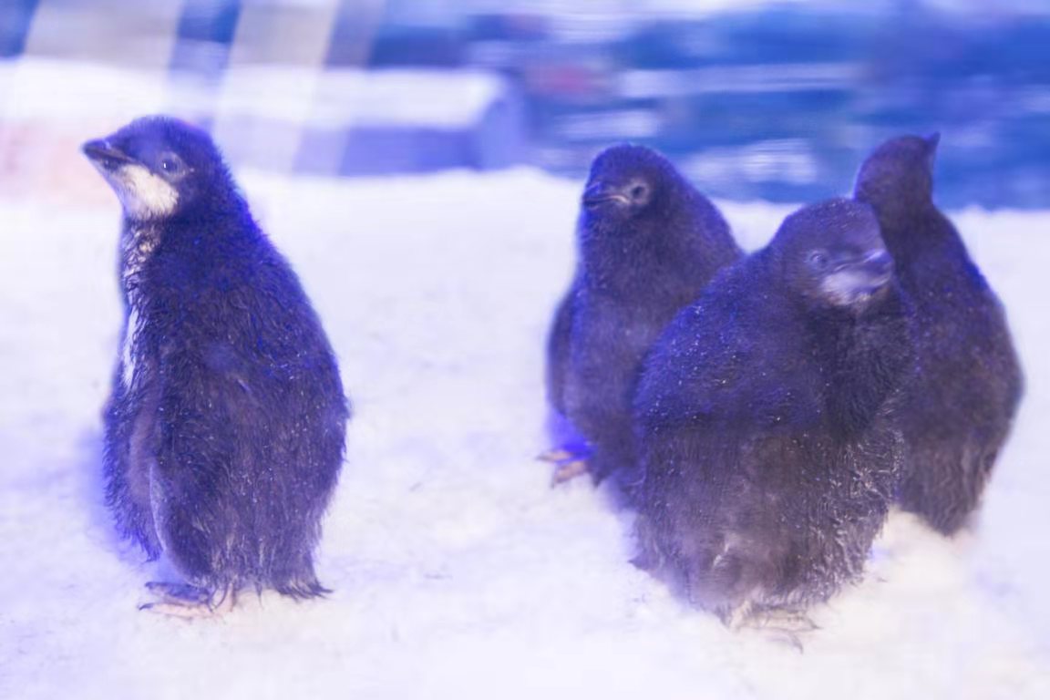 2020年12月,上海海昌海洋公园迎来6只阿德利企鹅的出生,在保育员和